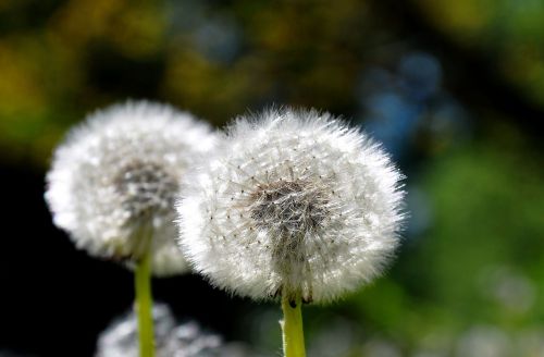 dandelion spring sunshine