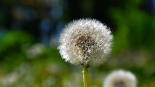 dandelion spring sunshine