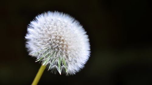 dandelion spring sunshine