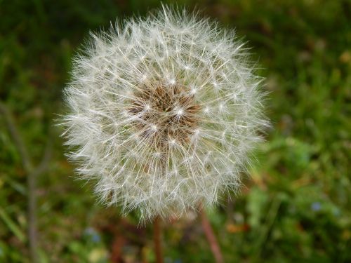 dandelion nature seeds