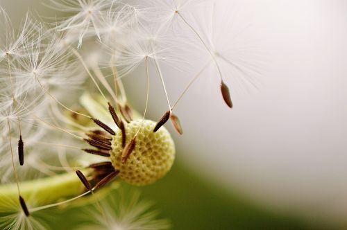 dandelion plant nature