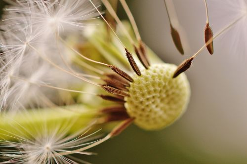 dandelion plant nature