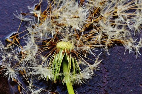 dandelion plant rain
