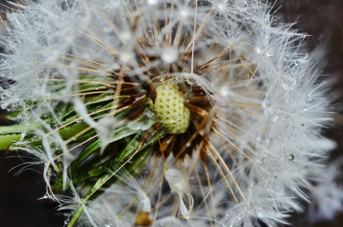 dandelion plant rain