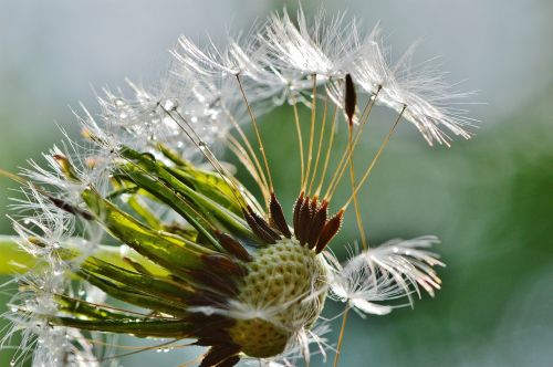 dandelion plant rain