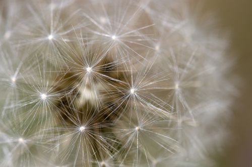dandelion plants close-up