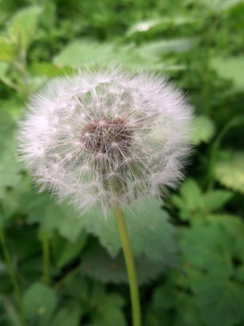 dandelion flying seeds wild plant