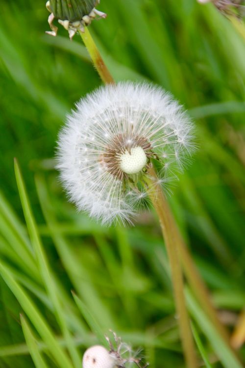 dandelion meadow