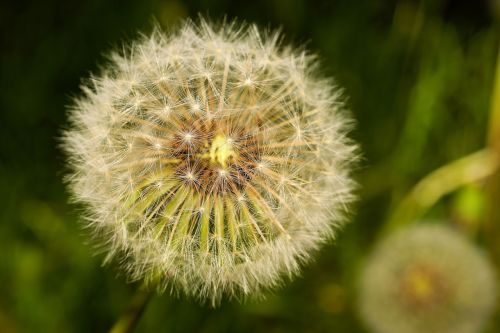 dandelion pointed flower nature