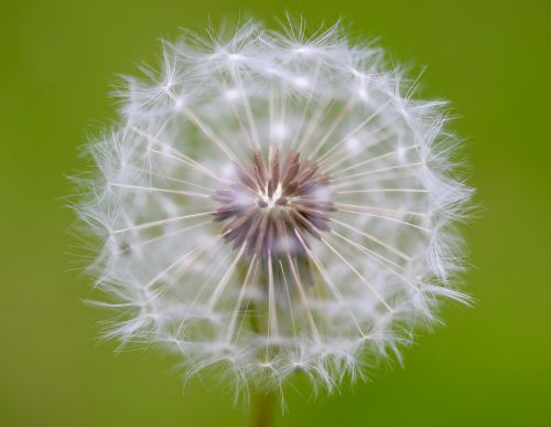 dandelion blossom bloom