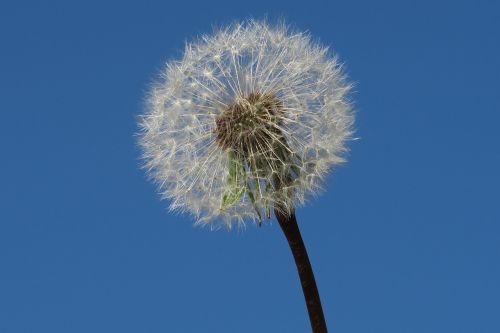 dandelion flower egret dandelion