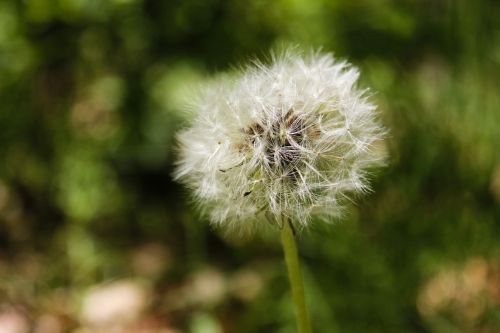 dandelion dandelions flowers