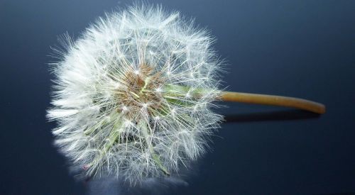 dandelion sonchus oleraceus meadow