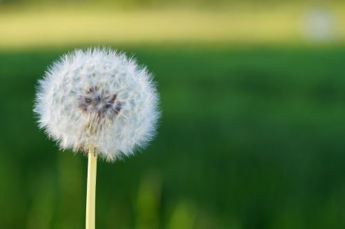 dandelion flower nature