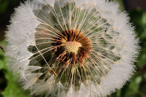 dandelion flying seeds seeds