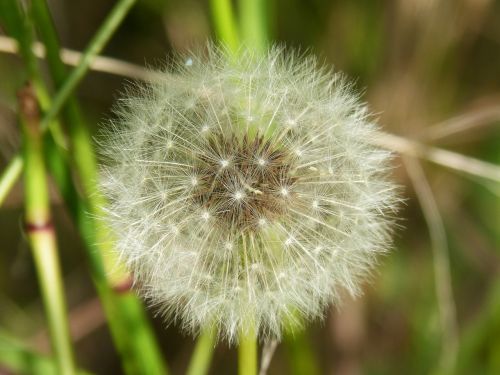 dandelion fly angelitos