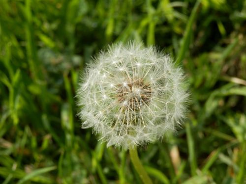 dandelion flower meadow