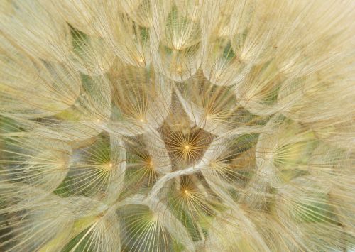 dandelion plant architecture seeds