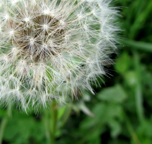 dandelion flower nature