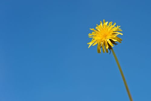 dandelion flower yellow