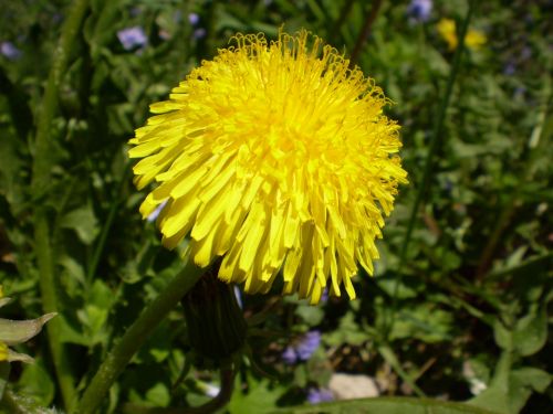 Dandelion