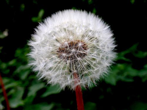 dandelion blossom bloom