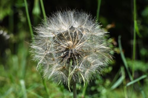 dandelion grass pointed flower