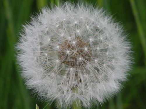 dandelion white slightly