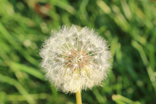 Dandelion