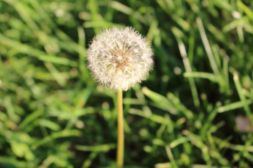 Dandelion