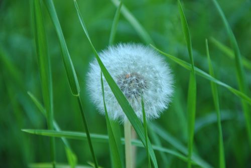 dandelion grass spring