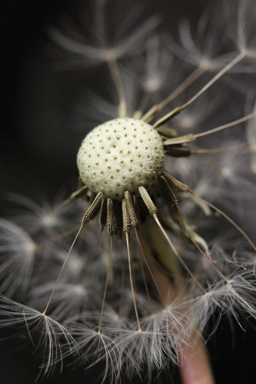 dandelion seed head nature