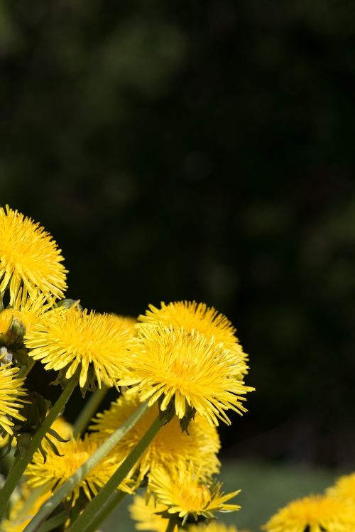dandelion yellow yellow flower
