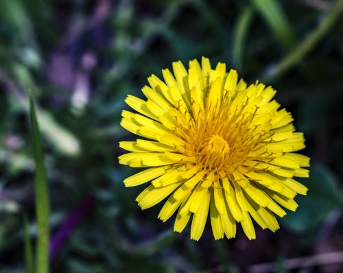 Dandelion