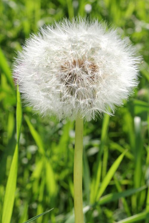 dandelion fluffy flower fluffy dandelion