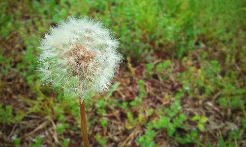 Dandelion