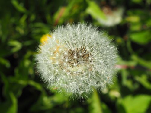 dandelion flower close