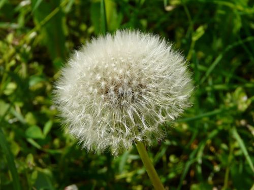 dandelion meadow close