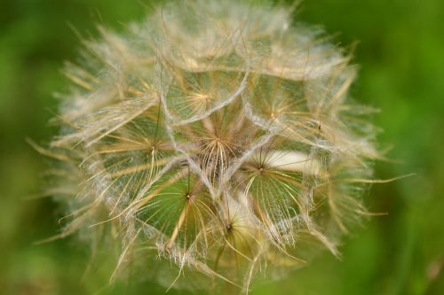 had salsify dandelion seeds