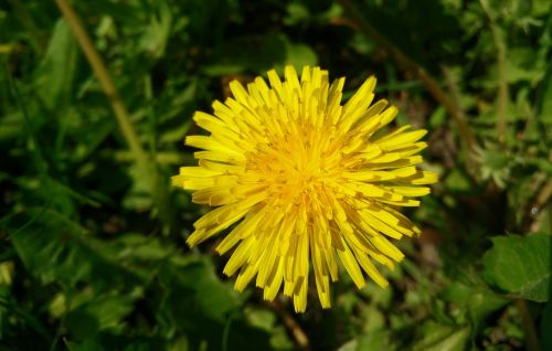 dandelion macro plant