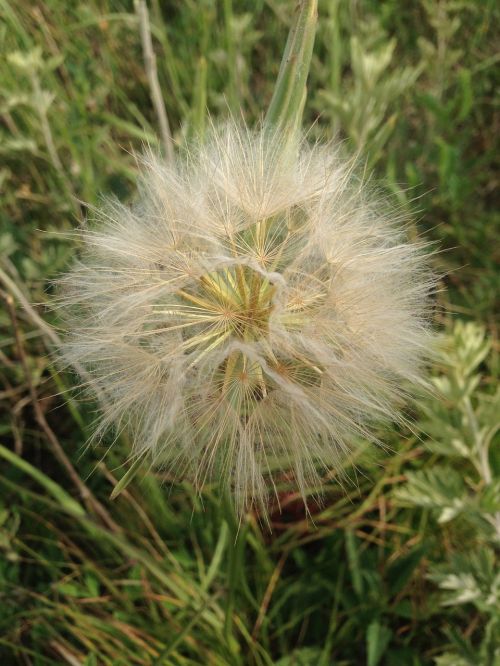 dandelion green plants summer