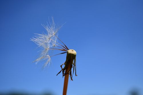 dandelion seeds close