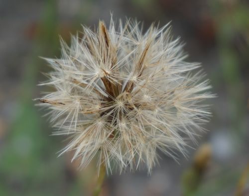 dandelion meadow seeds