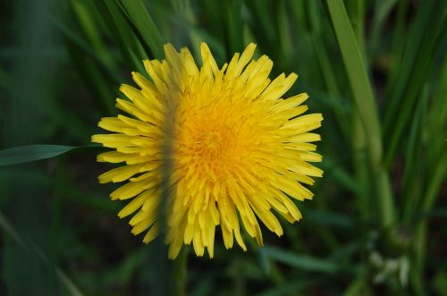 dandelion spring flowers yellow flowers