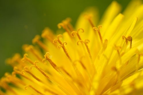 dandelion pollen blossom