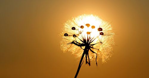 dandelion sun dew