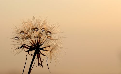 dandelion sun dew