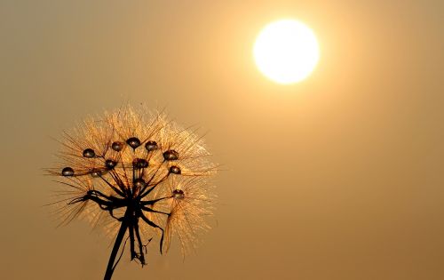 dandelion sun dew