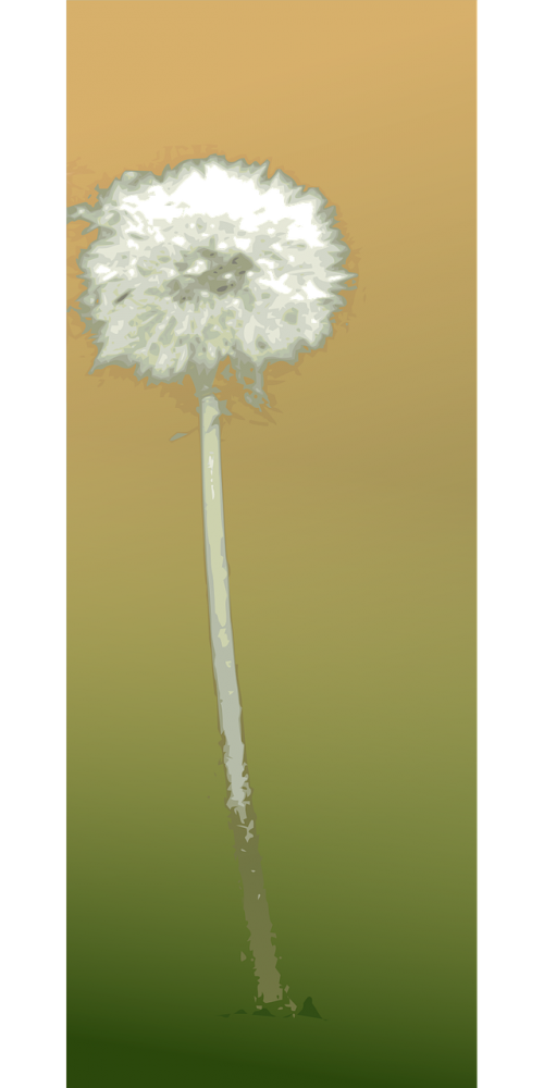 dandelion flower autumn