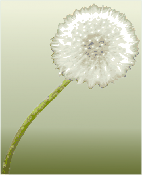 dandelion flower botany